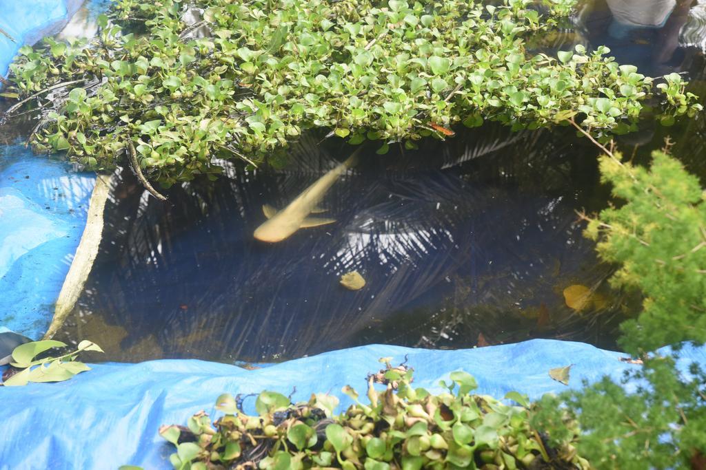 Marari Bethsaida Homestay Shertallai エクステリア 写真