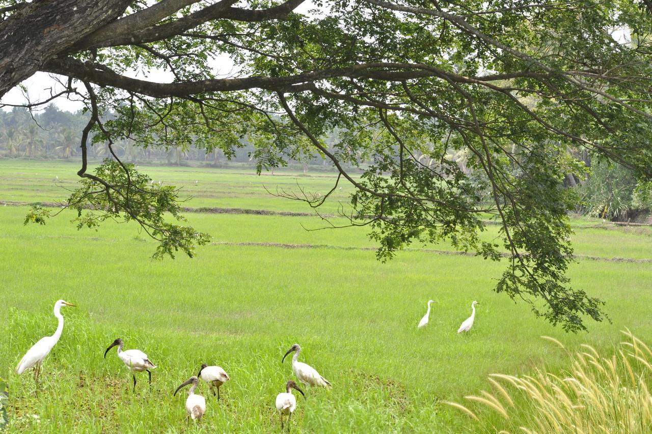 Marari Bethsaida Homestay Shertallai エクステリア 写真