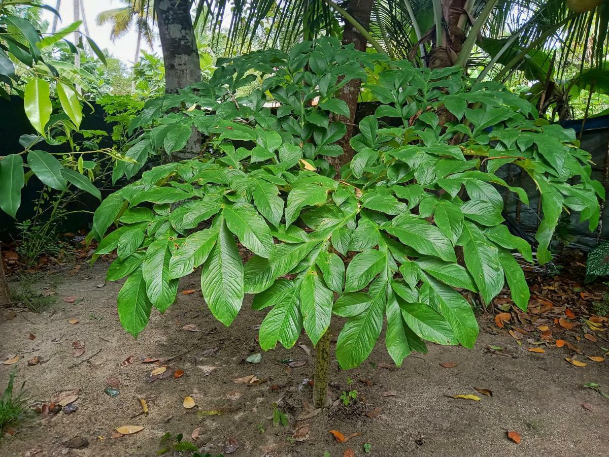 Marari Bethsaida Homestay Shertallai エクステリア 写真