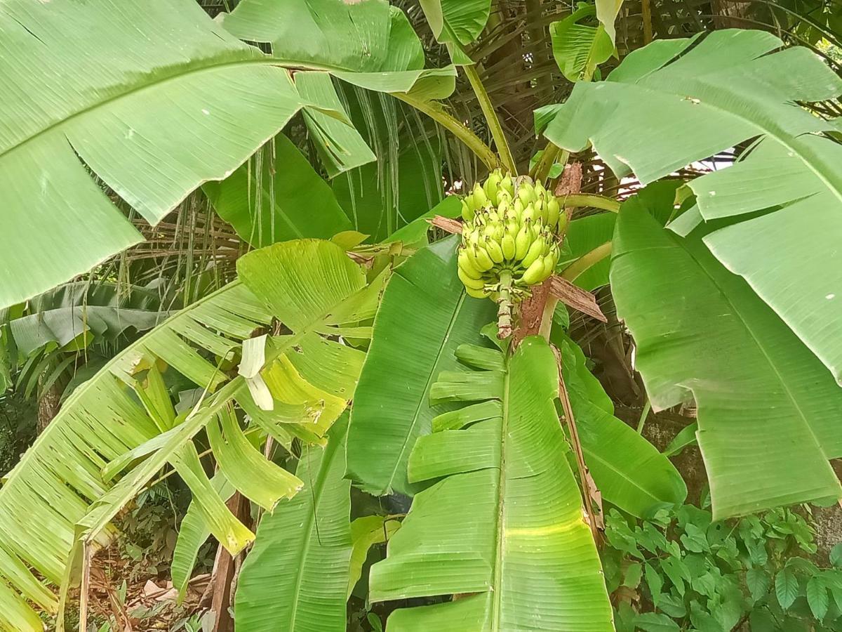 Marari Bethsaida Homestay Shertallai エクステリア 写真